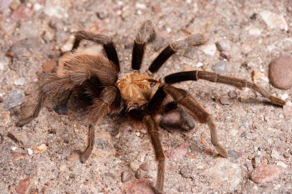 a-desert-tarantula-spider-crawling-george-grall